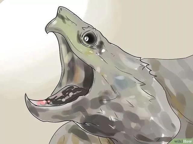 如何提高龟的互动性,养龟怎么和龟互动