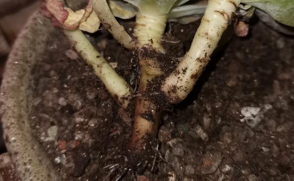 多肉叶子变软了蔫蔫的怎么救活,多肉叶子发软打蔫儿怎么处理