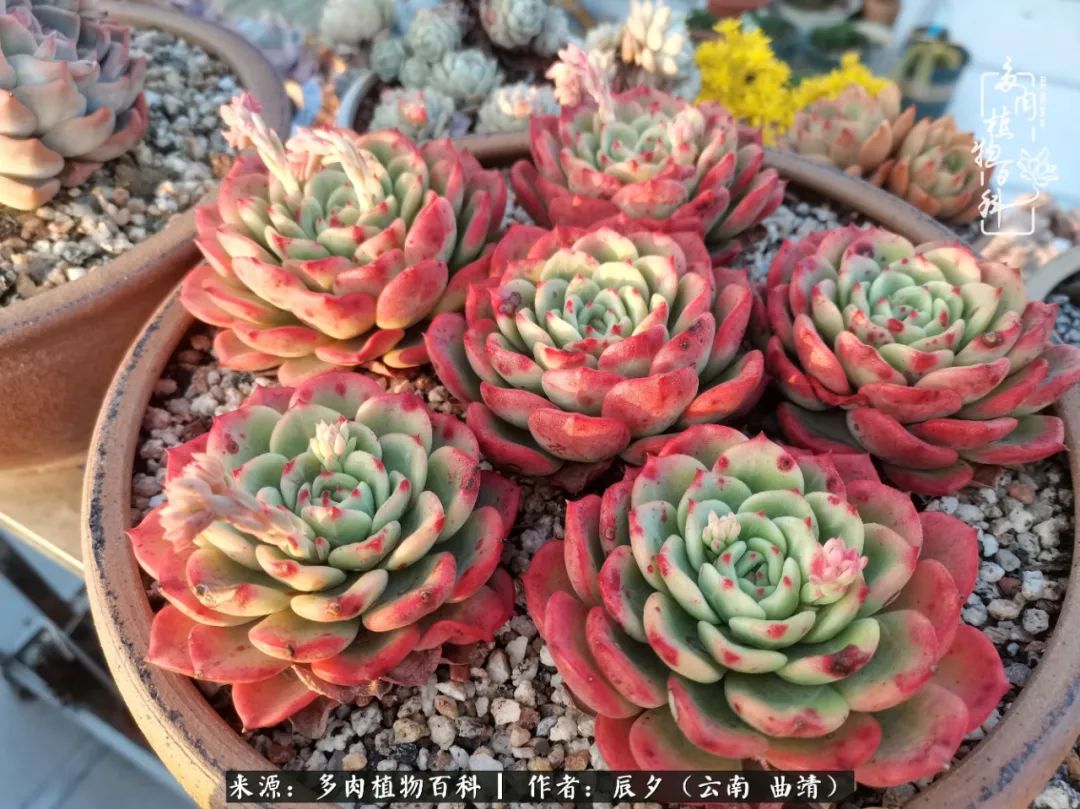 缂辩换鏃栨棊钁宠暏鐢熼,缂辩换鏃栨棊钁宠暏鐢熼鍑哄