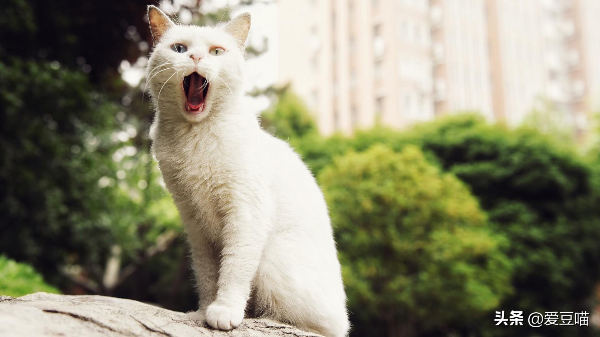 猫癣反反复复要怎么治疗好,猫癣反反复复好不了怎么办