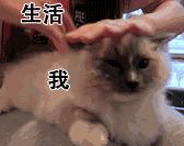 “我”偷走了你的天鹅颈、直角肩，人鱼背