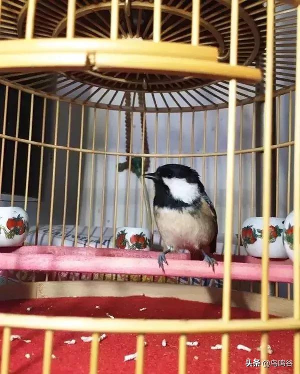 养贝灵顿心得,养贝灵顿的真实感受