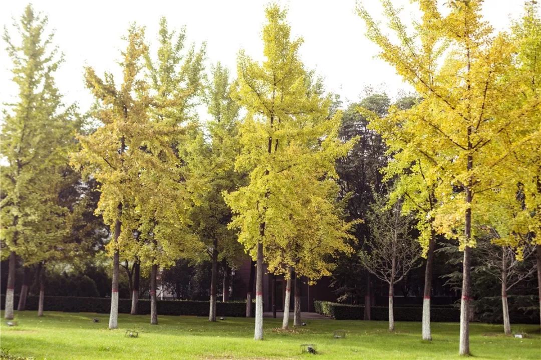 思源学院美景照片,西安思源学院秋景色