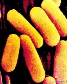 真菌与细菌细胞病毒区别,细菌病毒真菌微生物哪个厉害