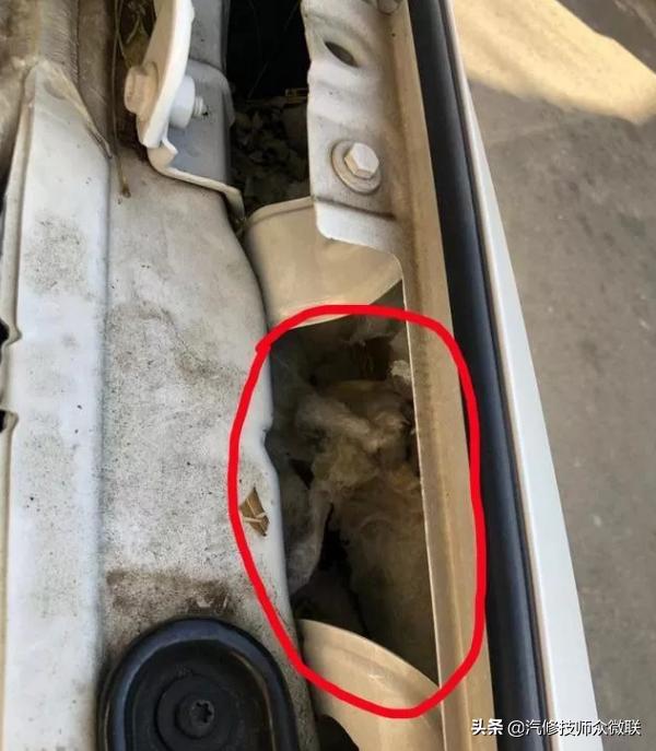 看这位车主是怎样防止猫鼠钻进发动机舱打窝的，这个方法值得推荐