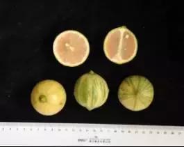 柑橘新优优缺点,设施柑橘新品种优缺点