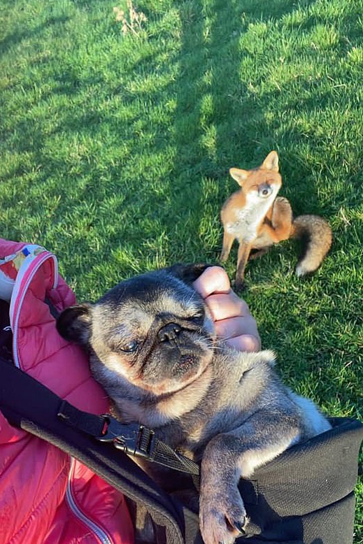 一只狐狸被收养,狐狸和狗能够繁育后代吗