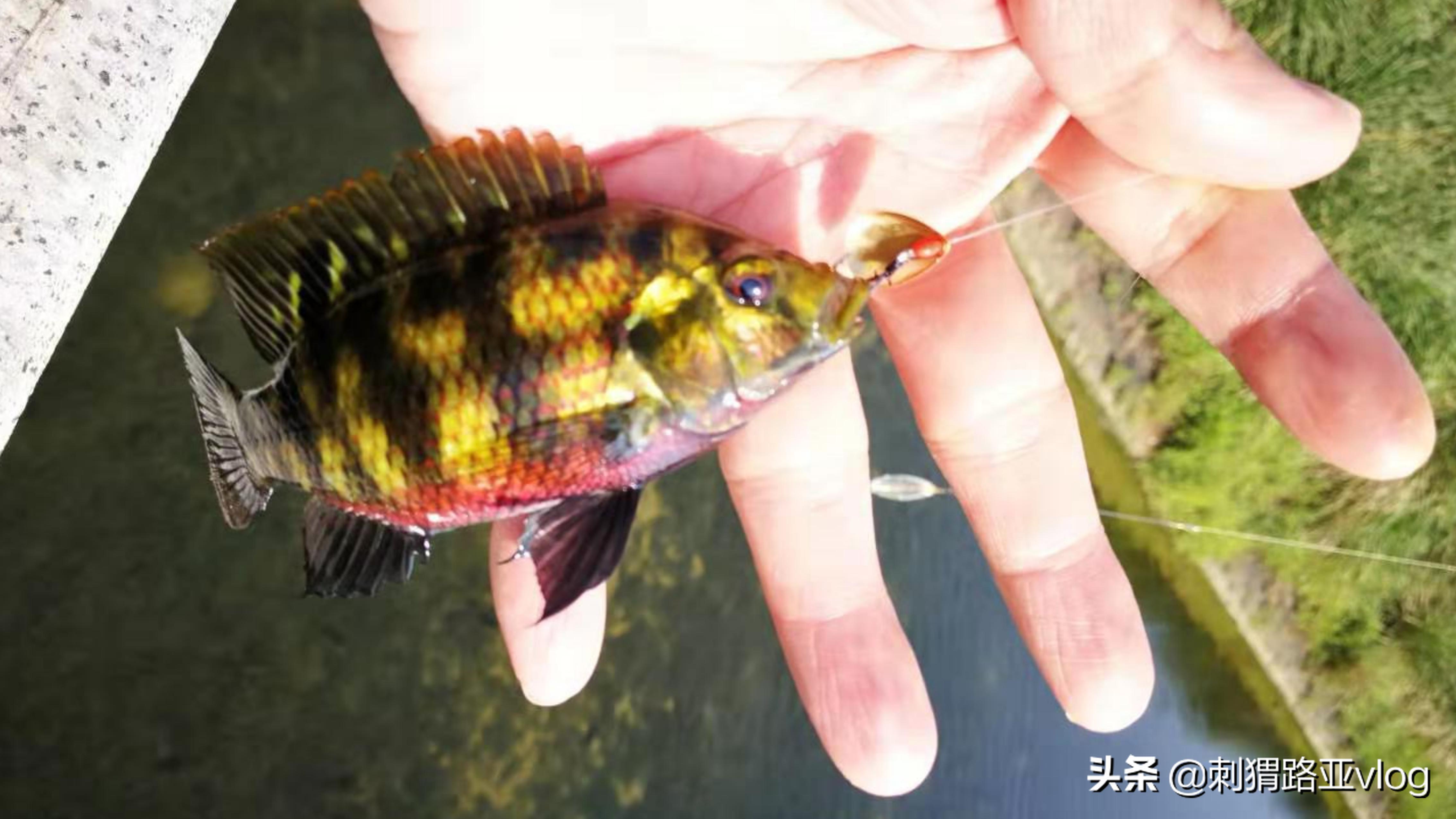 微物路亚亮片双钩钓组,路亚前导线双钩亮片绑法