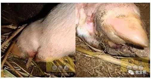 【猪事如意】帮姆健-------养殖场发动机、摇钱树的守护神