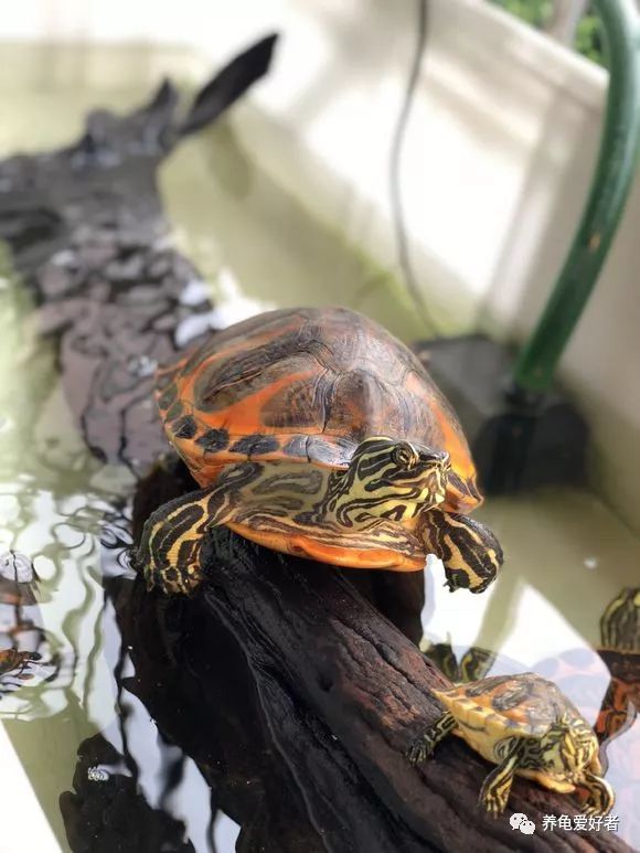 养龟的水发臭怎么解决,养龟的水老是臭有什么方法