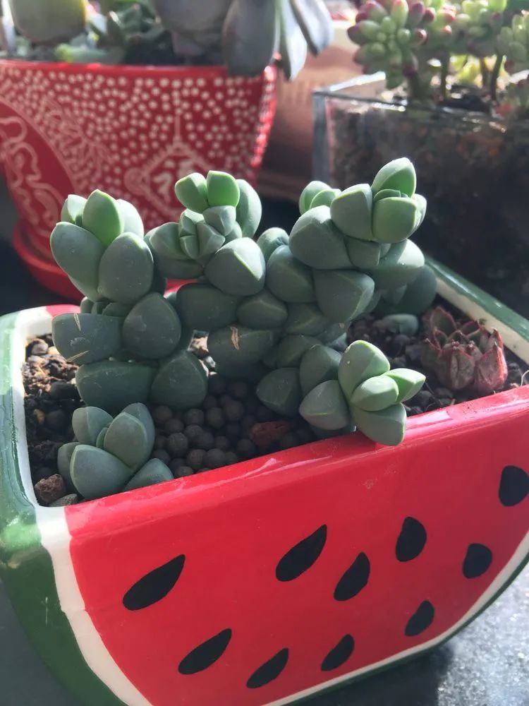 2021牛转乾坤砥砺前行,2021年牛转乾坤时来运转