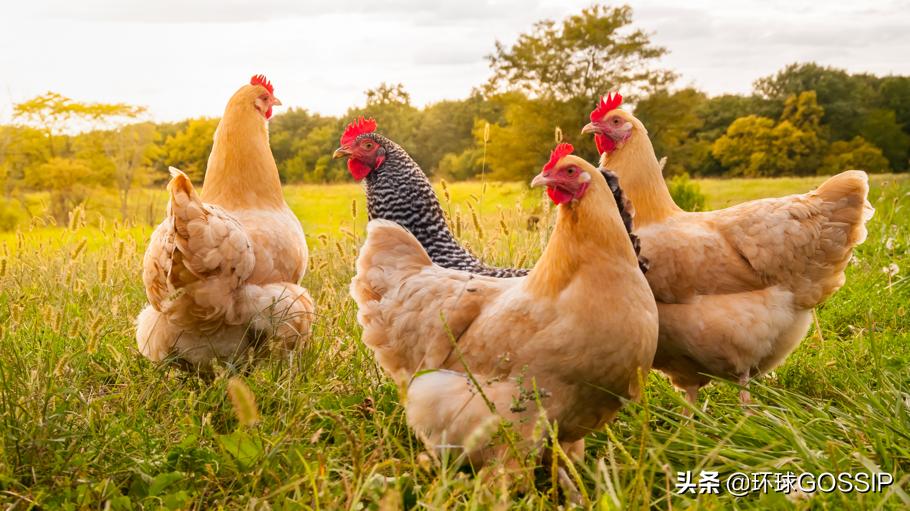 10元买了1000只鸡！新西兰男子错买整个鸡舍，好在他不是吃货
