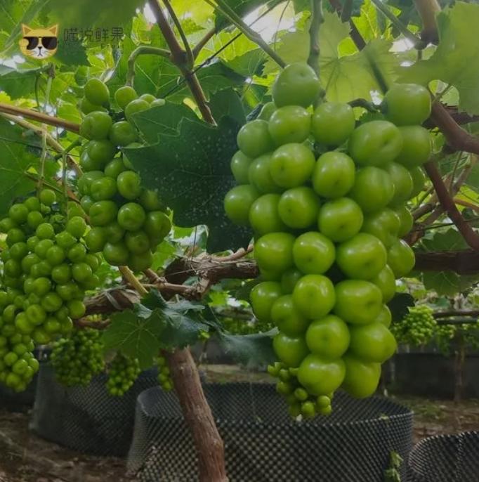 三润集团有限公司,三润集团旗下有哪些公司