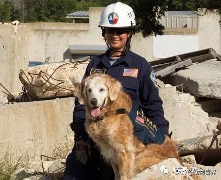 世界各国国宝级动物,世界各地的名贵动物