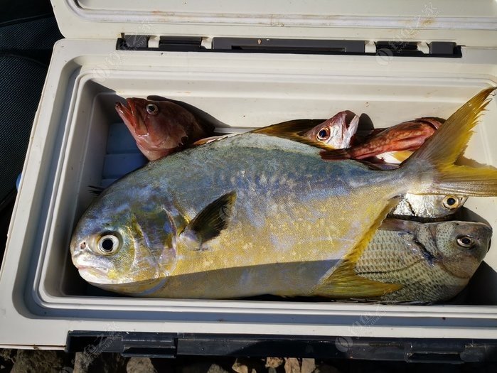 矶钓一竿远,精彩矶钓