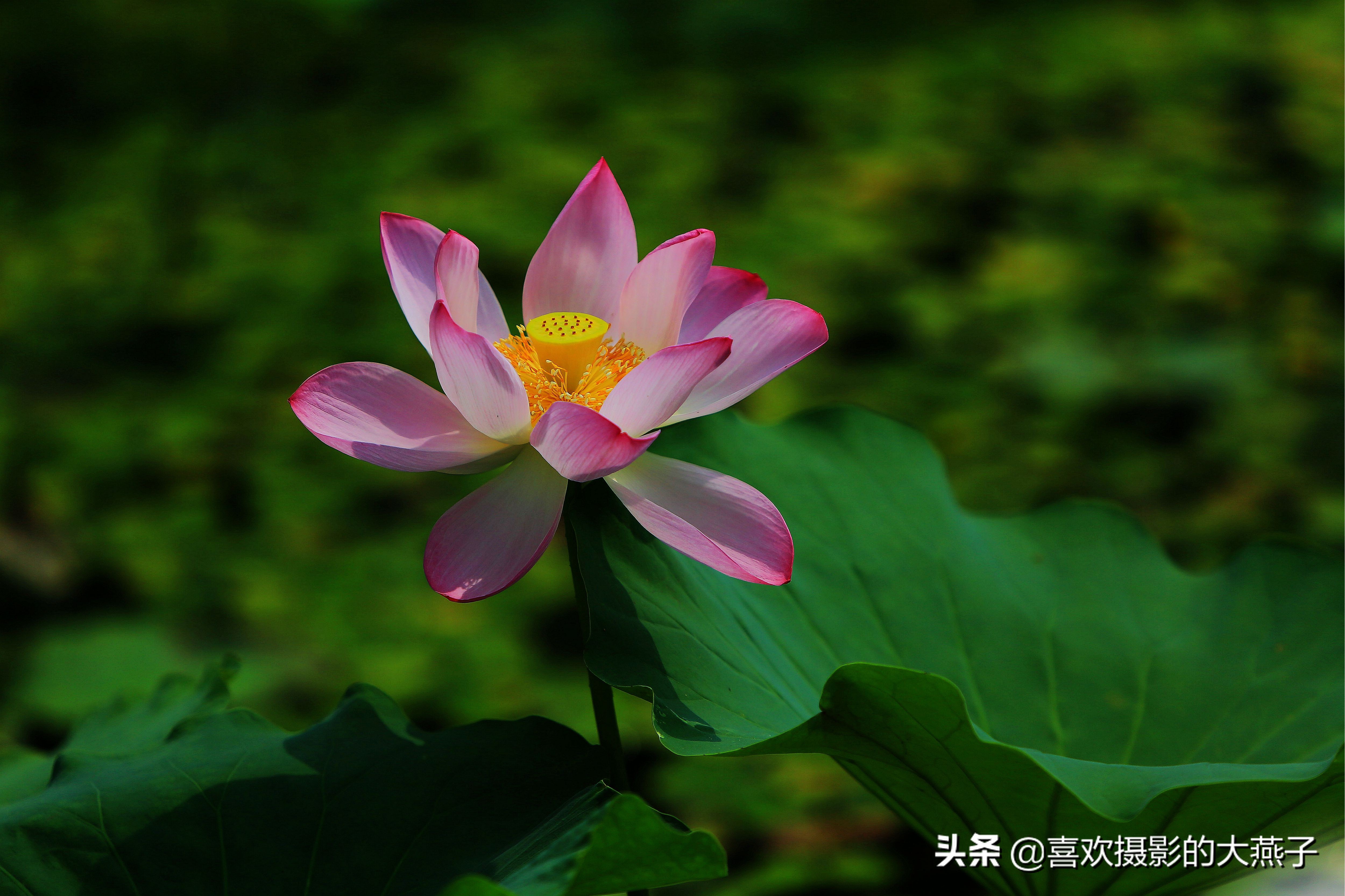 紫竹院京城景区,京城皇家御河紫竹院
