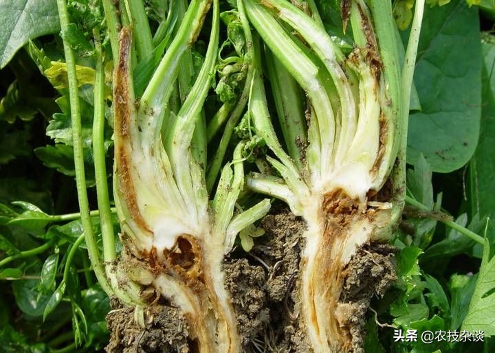 芹菜枯萎病怎么治疗,芹菜枯萎病