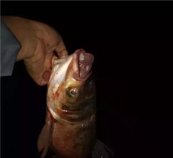 案例分析：窝子冒泡，漂却不动