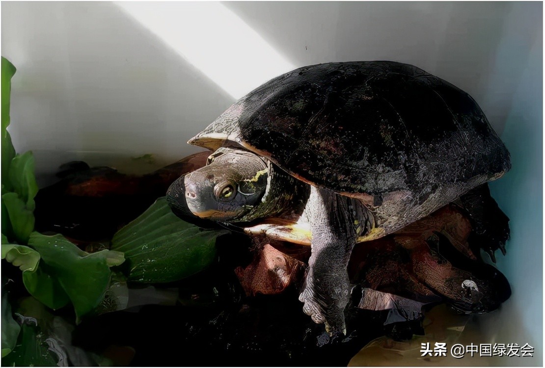 龟鳖种类,龟鳖共有多少种类