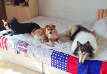 养狗的人怎么去除家里的狗味,养狗家里有异味怎么除去