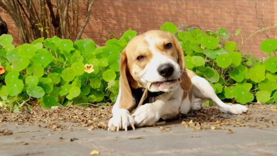 方便竖屏拍摄的4K120帧电影机——ZCAME2