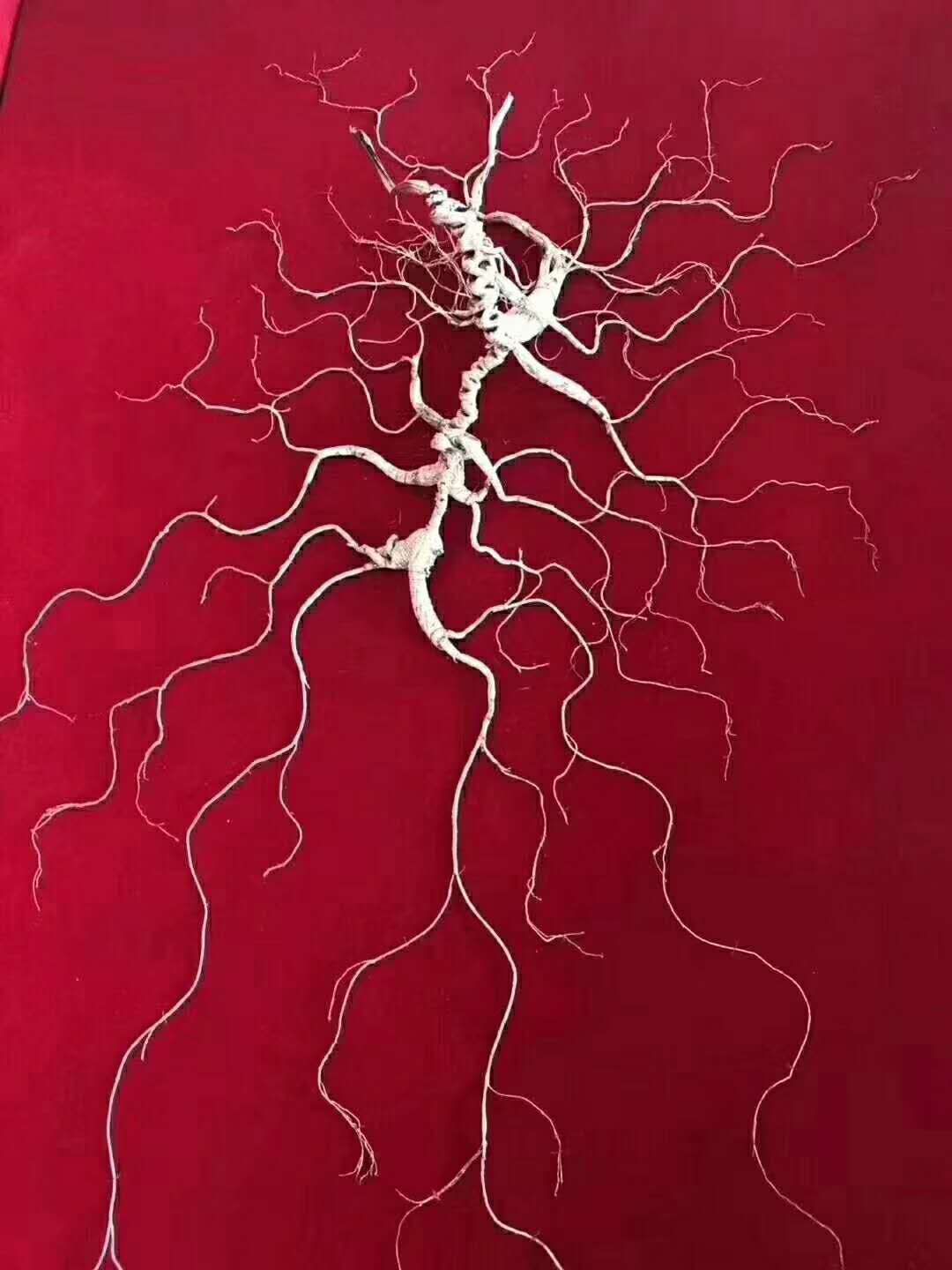 人参贵么,人参真的那么贵吗