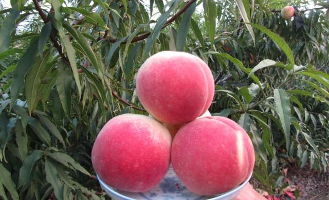 贵州桃子品种照片,贵州哪里是桃子种植基地