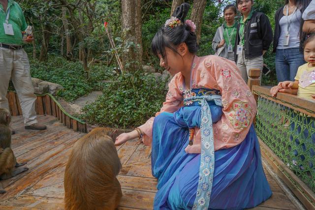 海南陵水猴岛有猴子吗,现在陵水猴岛猴子多不多