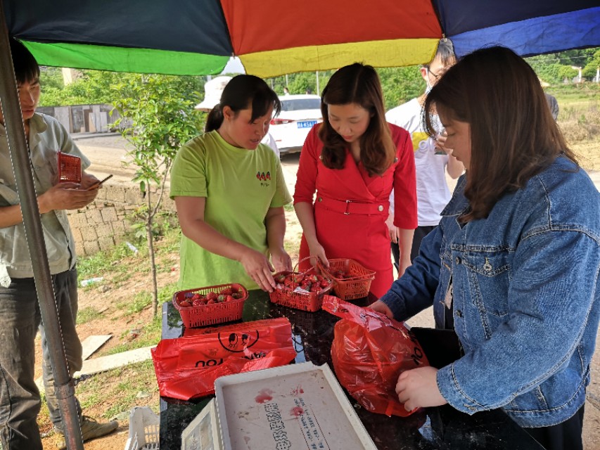 长沙附近摘草莓的地方在哪里,长沙开福区周边摘草莓的地方