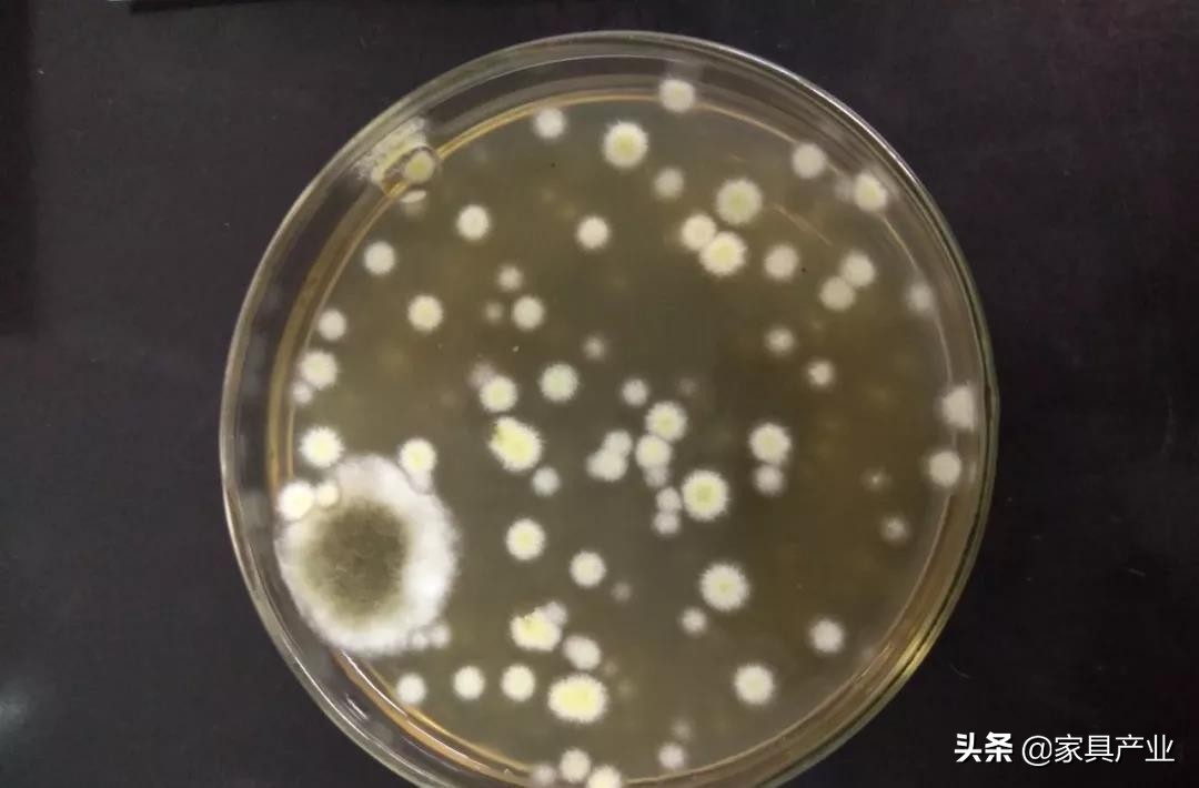 南方人家里一年四季都在发霉？这份除霉秘籍快收好