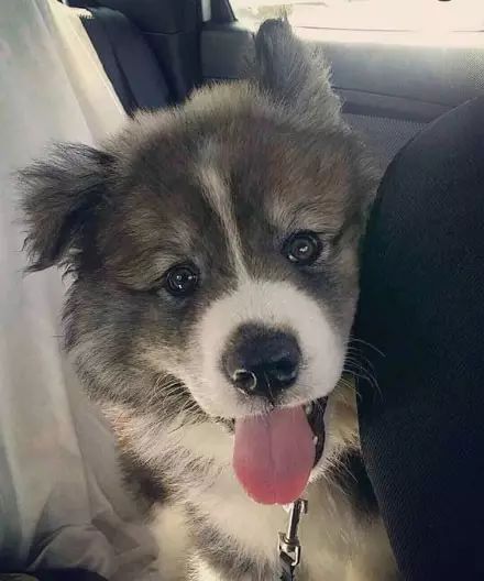 一只金毛两只阿拉斯加三只萨摩耶,雪橇三傻阿拉斯加哈士奇萨摩耶