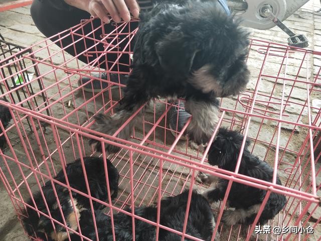 真正的狗市品种,哪里的狗市便宜品种又好种类又多