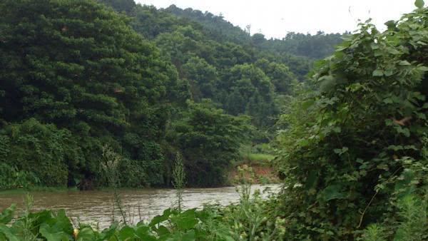 农村河沟里的塘角鱼,因其肉质细嫩,又非常好钓,深受人们喜爱