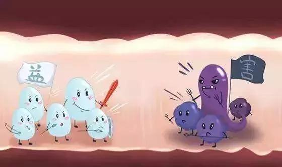 适合长期吃的益生菌有哪些,健康微生态益生菌有哪些