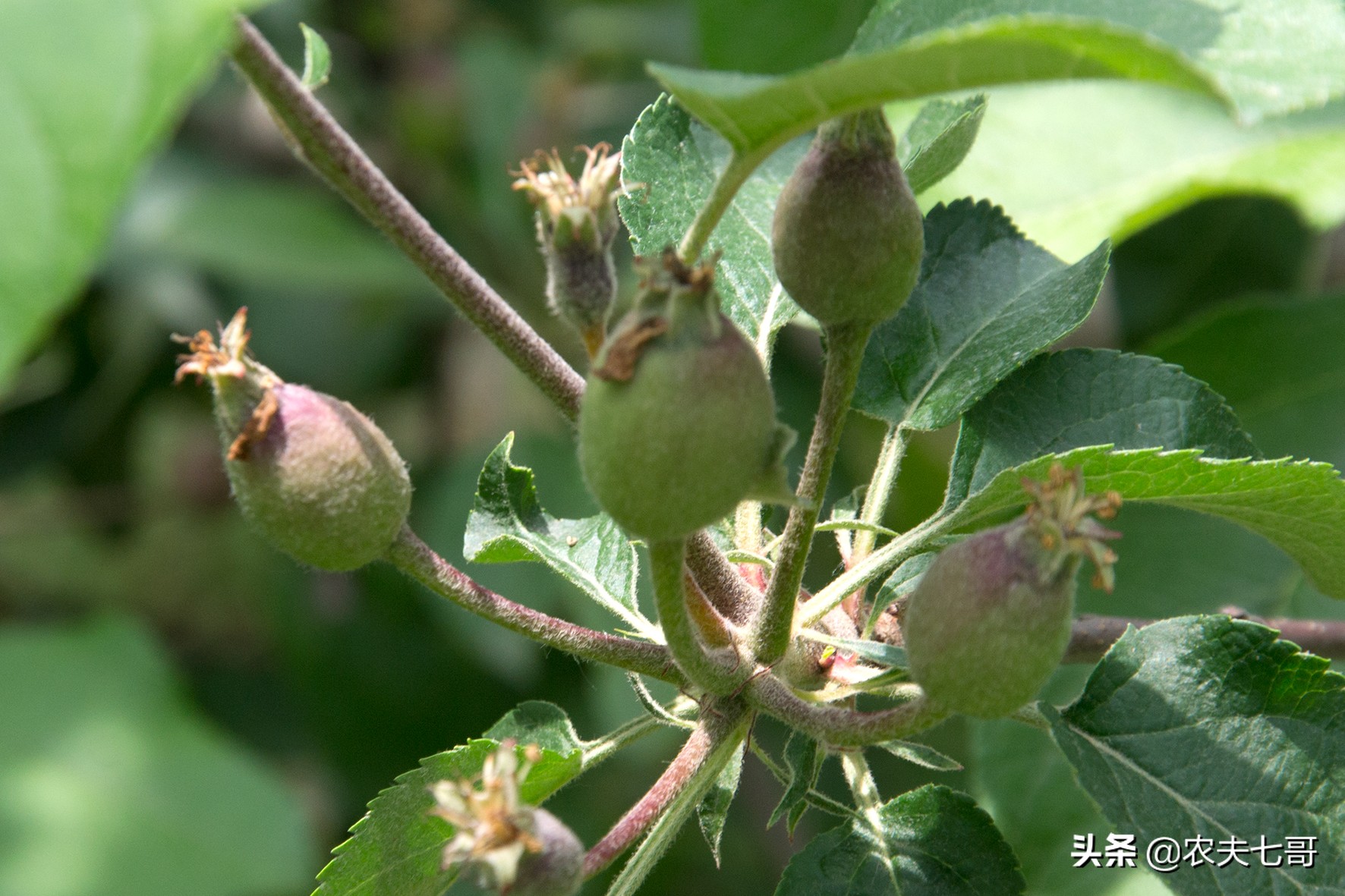 冰雹过后苹果受害严重，果农如何抗灾自救，把损失降到最低