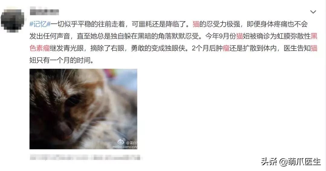猫咪舔鼻子代表着什么,猫咪舔鼻子是什么原因