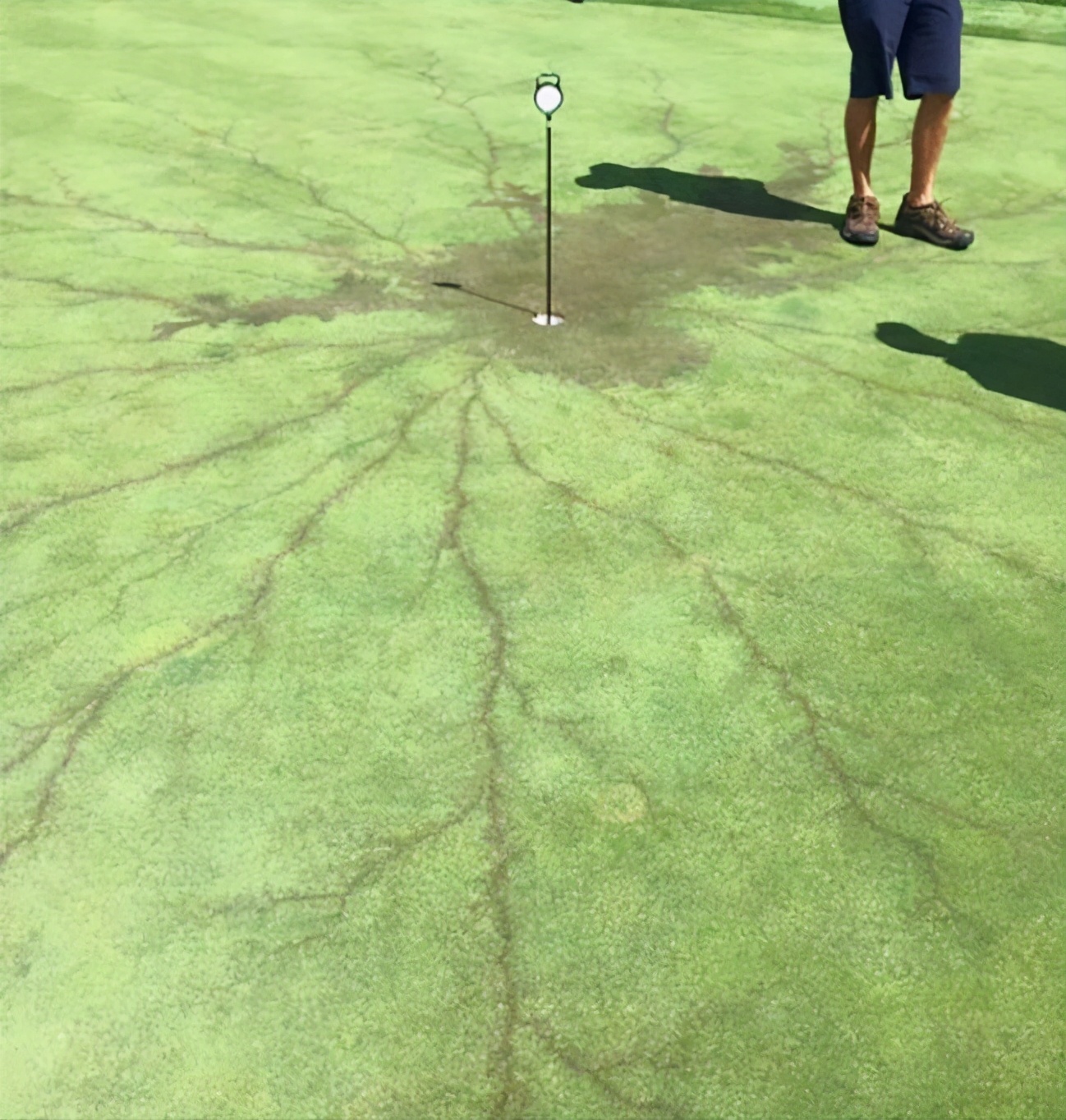 550只羊被雷劈死后续,550只羊被雷劈死原因