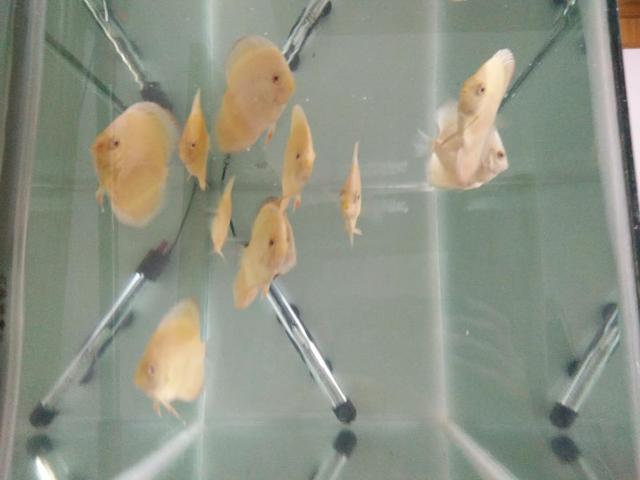 观赏鱼眼睛肿大身上白斑怎么治,鱼白点斑怎么治疗