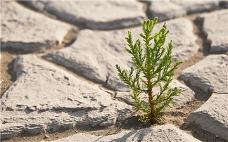 癌症晚期不吃不喝不输液能活几天,得了癌症还能活多长时间