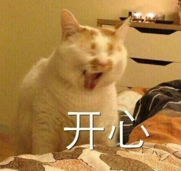 养猫为什么需要下聘礼,养猫必须付出代价