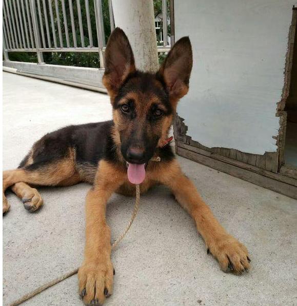 德牧拉稀怎么办,德牧拉稀是吃得多了吗