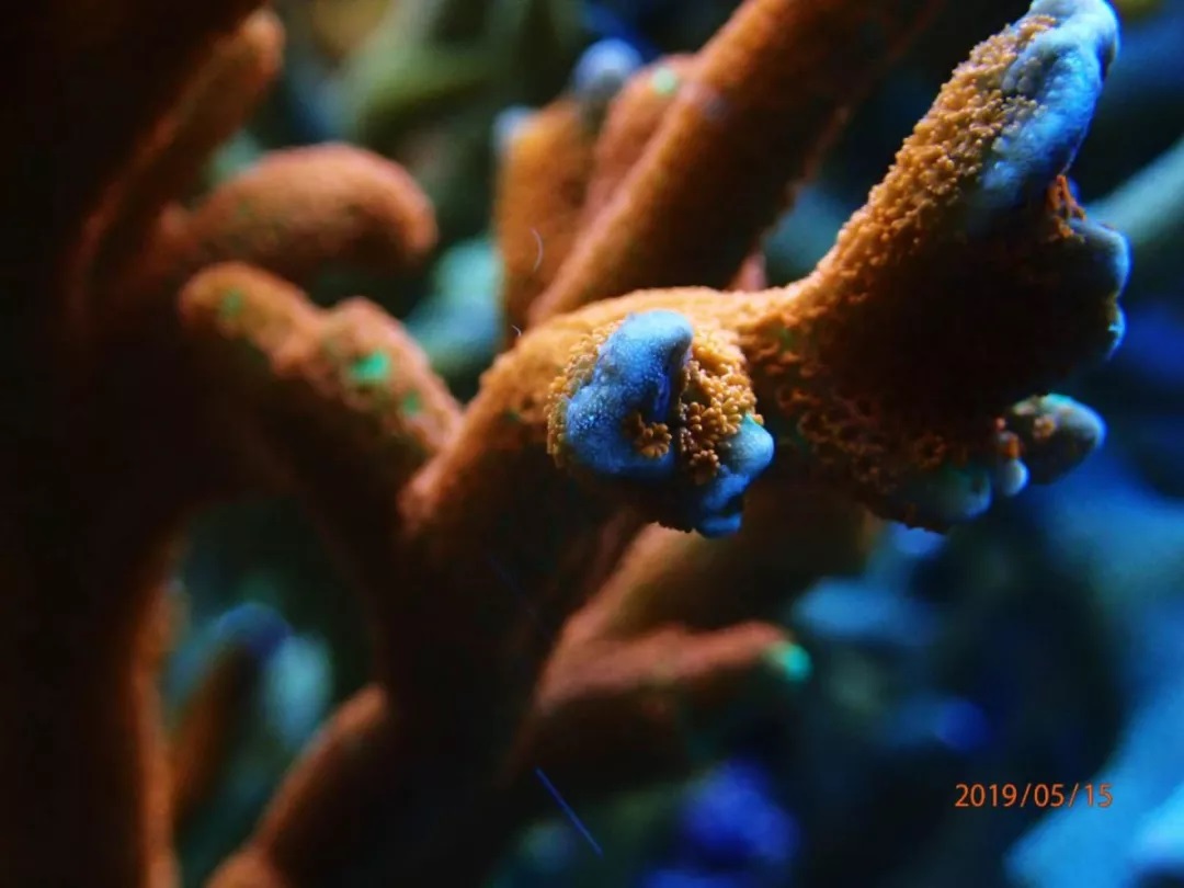 海水鱼缸如何降氨氮最好,海水鱼缸怎么区别营养盐高低
