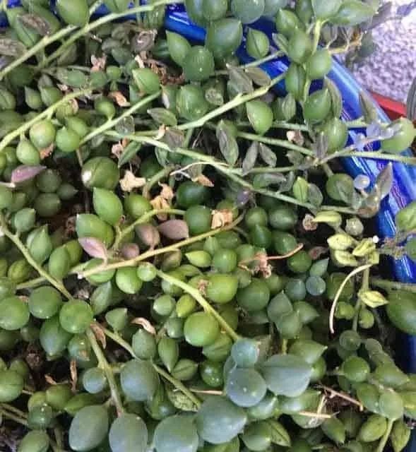 珍珠吊兰为什么开花不红,为什么我的吊兰叶子总是有点断