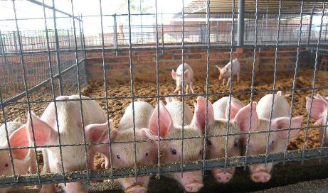 密封式猪舍臭气怎么消除,猪舍臭气