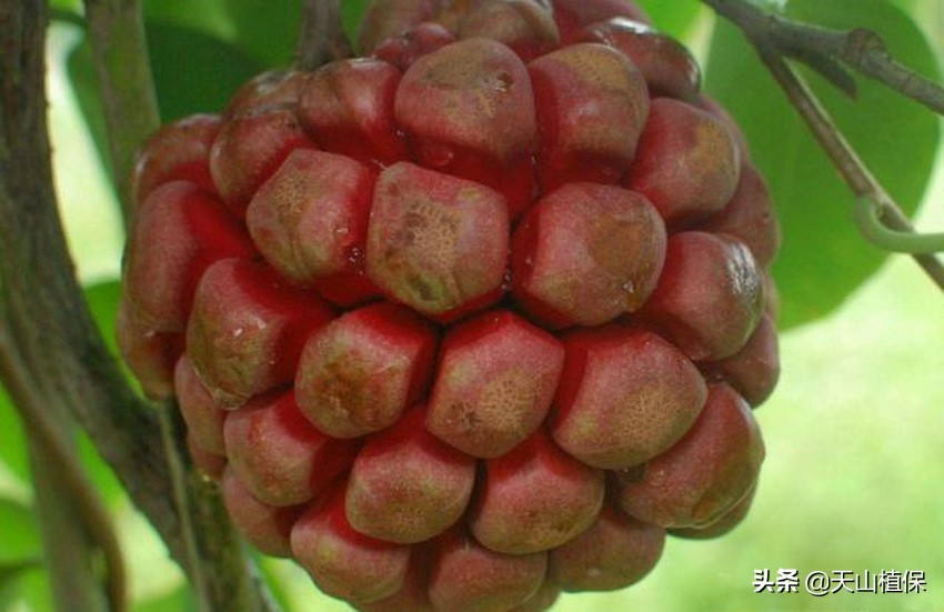 这种植物果实成熟像“足球”，幼果如花营养高，种植起来很简单