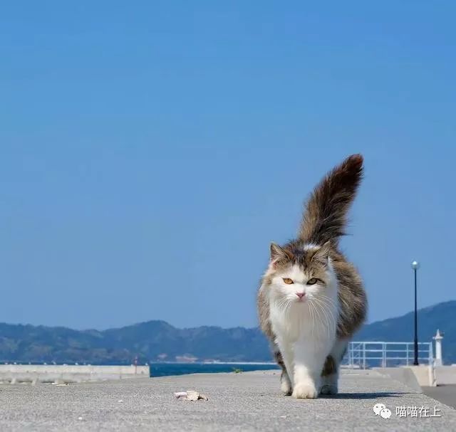 猫生病的时候有什么症状表现,猫生病了奄奄一息还能活吗