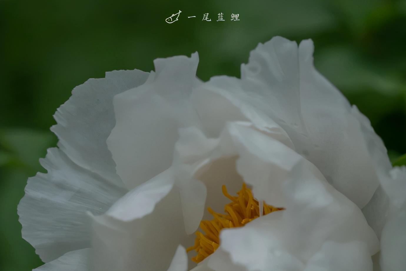 植库‖跟随仙气飘飘的油牡丹，追寻春天的步伐