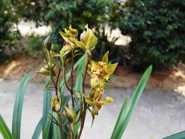 什么兰既好养开花又香,最好养的兰花四季兰介绍