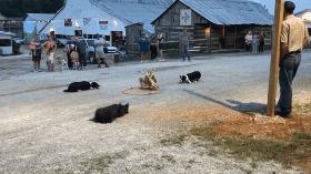 边牧赶鸭子,为什么赶鸭子都是边牧