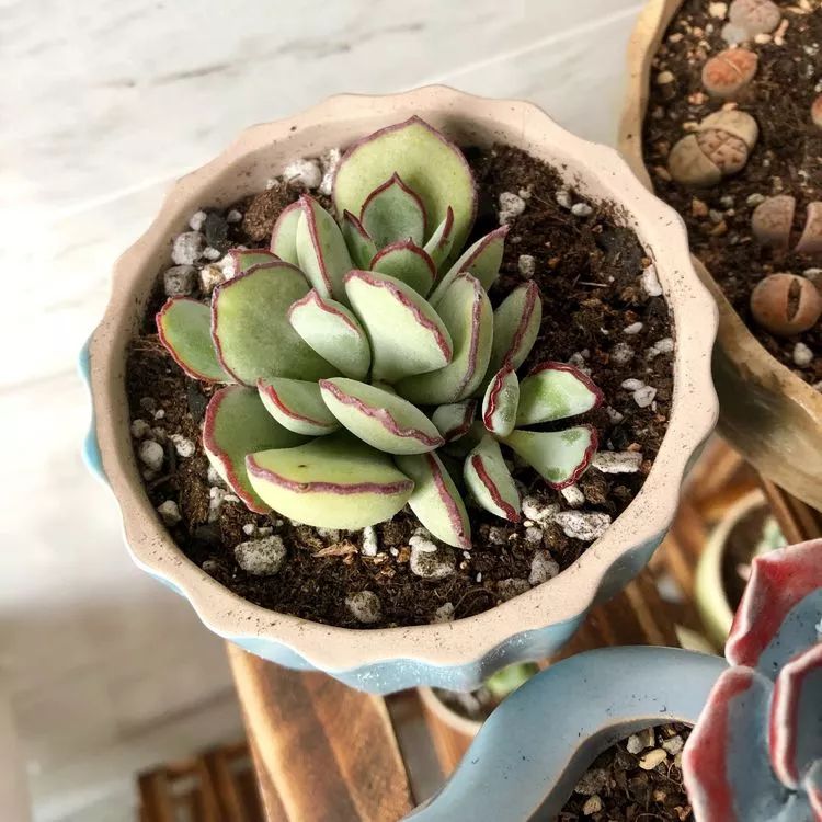 新手小白入坑多肉必看攻略,多肉新手入坑必备指南